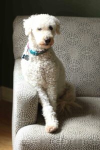 Korey Howell Photography Dog Portrait