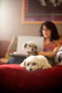 Puppies Photography