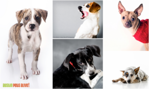 branding photographer Austin, branding portraits near me, group branding photography Austin, headshot photographer Austin, headshot portrait packages