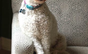 Korey Howell Photography Dog Portrait
