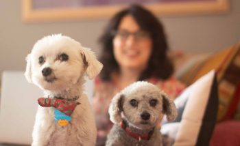 Pet Dog Photography