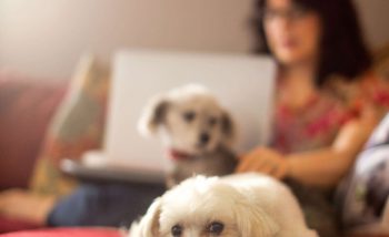 Puppies Photography